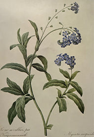 Pierre-Joseph Redoute — Water Forget-Me-Not