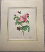 Pierre-Joseph Redouté — Rosa Centifolia