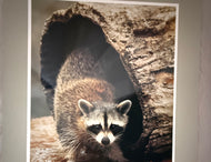 Don K Langson — Raccoon
