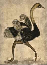Kolene Spicher — Ostrich