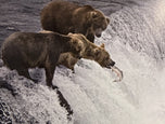 Bears on the Hunt