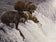 Bears on the Hunt