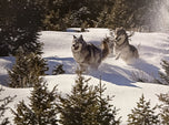 Coyotes on the Run