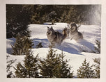 Coyotes on the Run