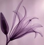 Steven N. Meyers — Xray Flower I