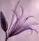 Steven N. Meyers — Xray Flower I