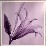 Steven N. Meyers — Xray Flower I