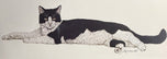Jacquie Marie Vaux — Black and White Cat