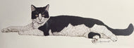 Jacquie Marie Vaux — Black and White Cat