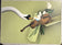 Jean-Paul Donadini — Swan Violinist