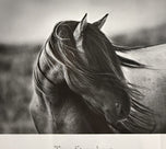 Tony Stromberg — Fierce Grace