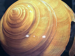 David Hwang — Australian Slit Shell