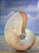David Hwang — Pearled Nautilus