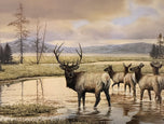 Bonnie Marris — The Pack