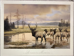 Bonnie Marris — The Pack