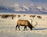 Gilmore — National Elk Refuge