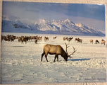 Gilmore — National Elk Refuge