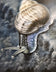 Tetyana — Snail