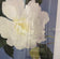 Ed Cota — White Magnolia
