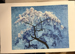 David Gallegos — Cherry Blossoms