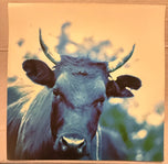 Unknown — Cow Photograph