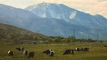 Unknown — Field Cattle