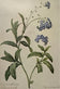 Pierre-Joseph Redoute — Water Forget-Me-Not