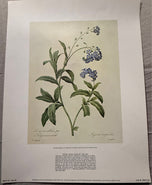 Pierre-Joseph Redoute — Water Forget-Me-Not