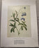 Pierre-Joseph Redoute — Water Forget-Me-Not