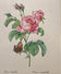 Pierre-Joseph Redouté — Rosa Centifolia