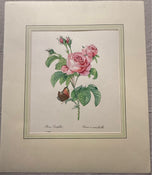 Pierre-Joseph Redouté — Rosa Centifolia