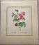Pierre-Joseph Redouté — Rosa Centifolia