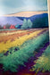 M.D. Richie — Vineyard Color