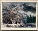 Ron Rurick — Tree in Winter