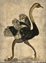 Kolene Spicher - Ostrich