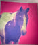 Gary Lichtenstein — Warhol Horses Monoprint Series