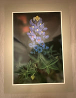 Unknown — Texas Bluebonnet
