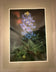 Unknown — Texas Bluebonnet