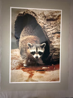Don K Langson — Raccoon